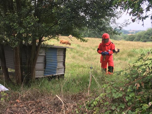 Un ganadero de Quintueles, trasladado a Cabueñes con cinco picaduras de avispa asiática