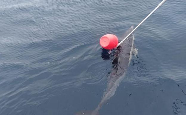 Salvan a un delfín, «agotado» y atrapado en una boya en El Musel