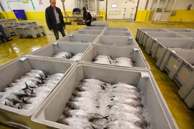 El Principado cifra en un 24,74% las capturas de la costera de bonito