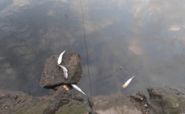 Aparecen centenares de peces muertos en la ría