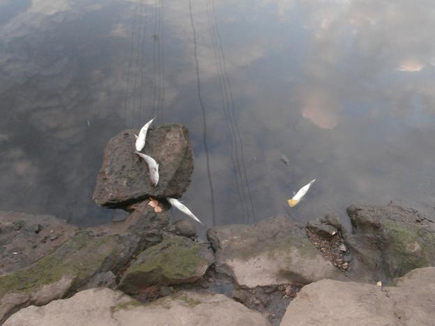 Cientos de peces aparecen muertos en la ría de Avilés