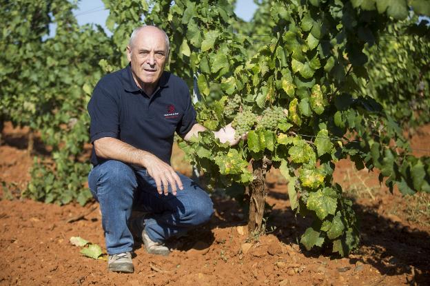 «No tenemos la cultura del vino que tienen en Europa»