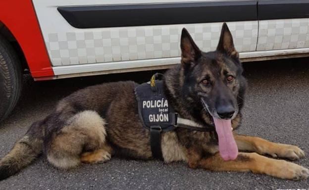 Thor, el héroe de Gijón que necesita un hogar