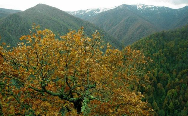 El bosque de Muniellos