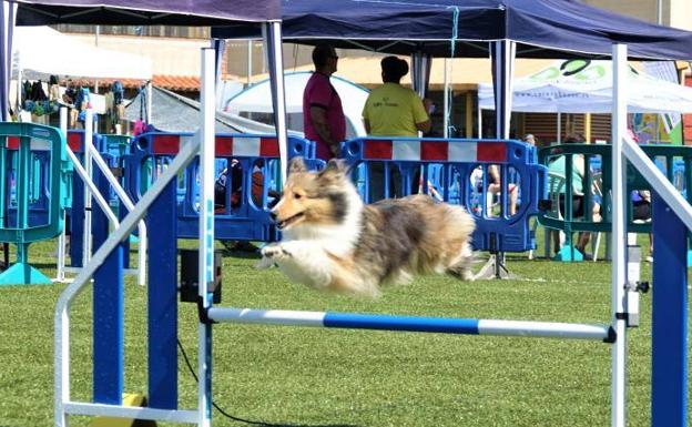 La élite canina se reúne en Cangas