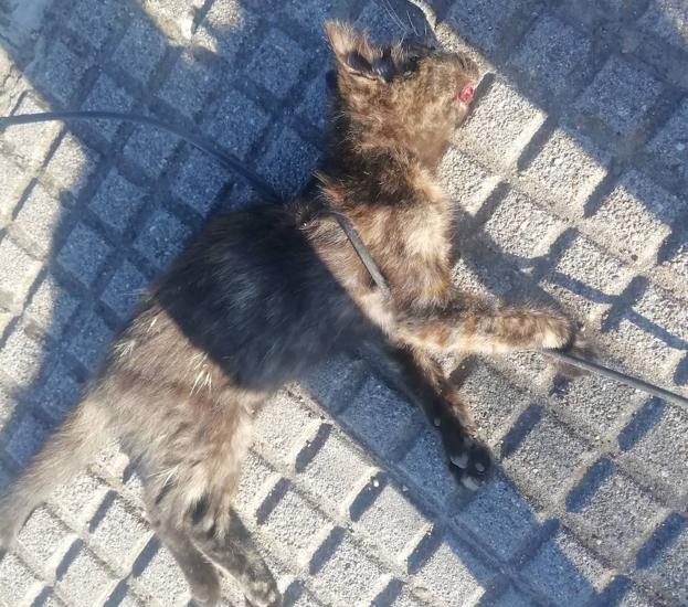 Arrastran hasta la muerte a un cachorro de gato atado con un cable de la luz en León