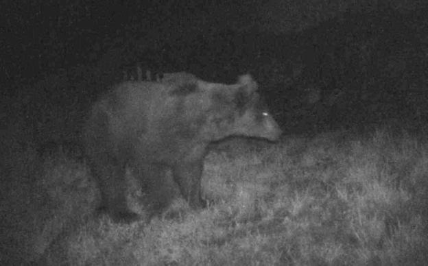 «La gente se tiene que acostumbrar al aumento de la población del oso»