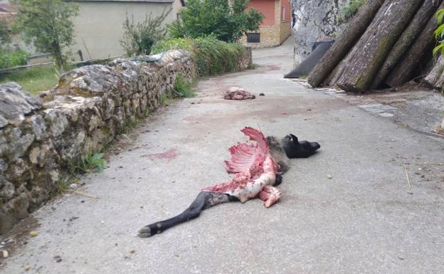 El lobo devora una oveja en el pueblo de Villamorey, en Sobrescobio