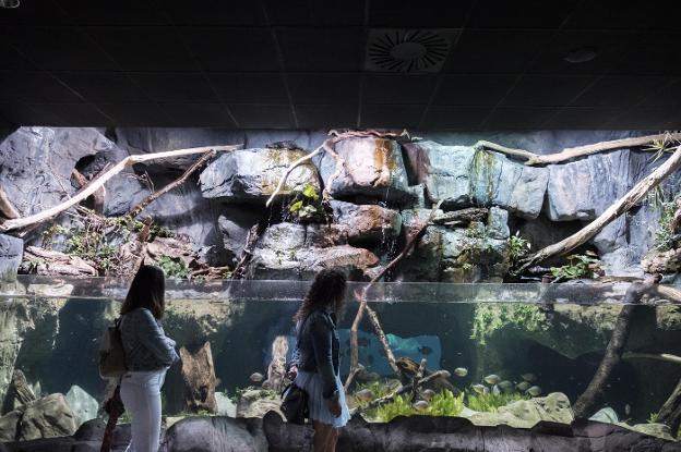 El Acuario de Gijón estrena un tanque de pirañas