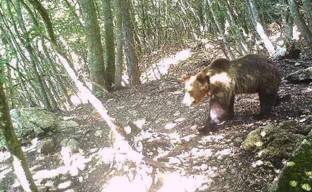 Un oso pardo tiene en vilo a Italia: nadie consigue atraparlo