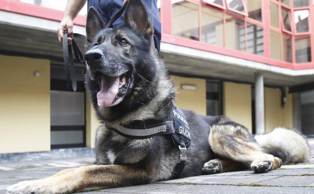 Así será la jubilación de 'Thor', el perro policía de Gijón