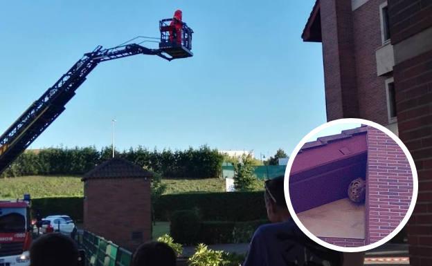 Retiran un nido de avispa asiática en una urbanización de Viesques