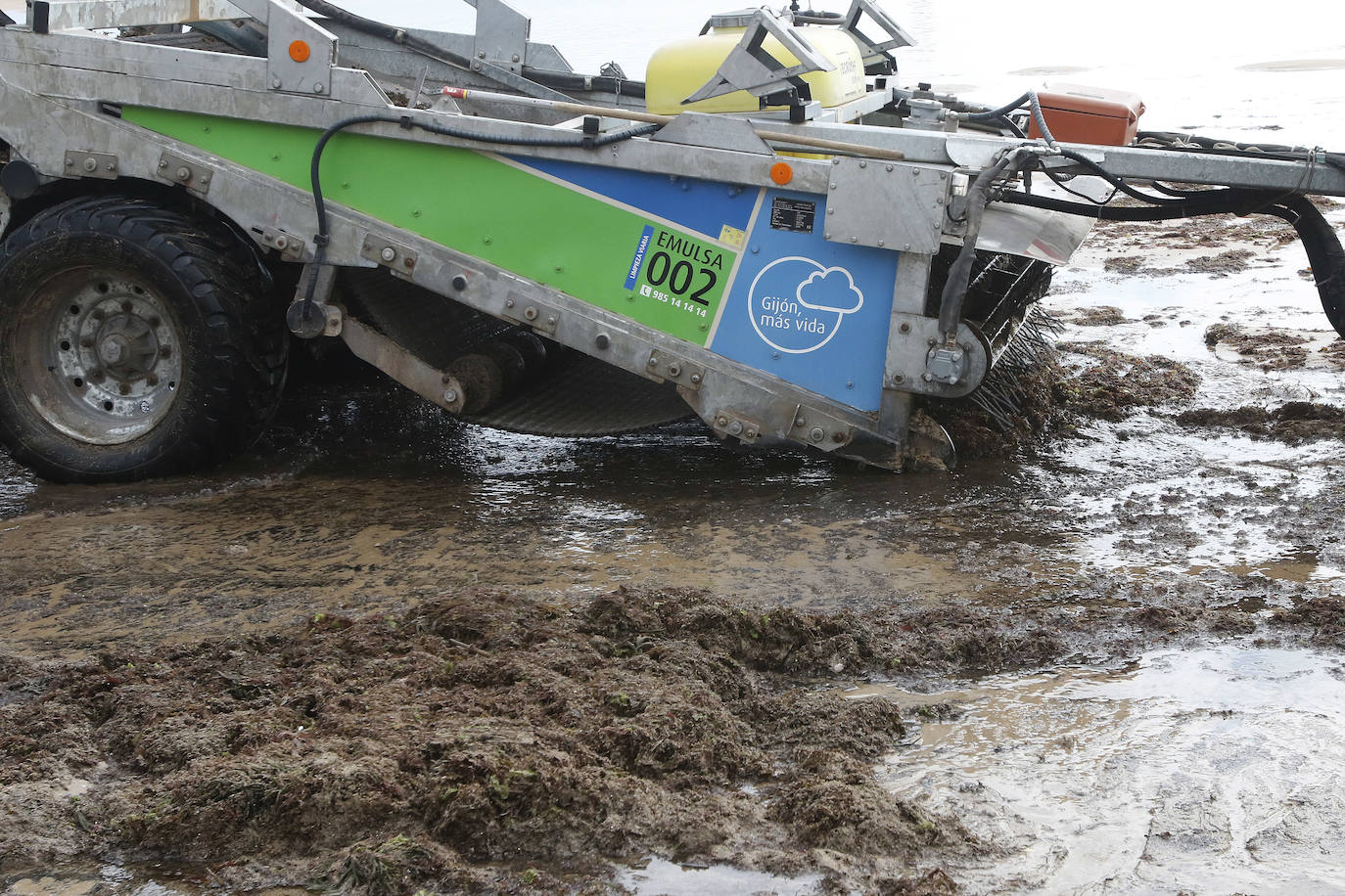 Recogida de ocle en San Lorenzo