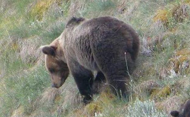 Más de 100 cámaras para conocer la vida del oso en libertad