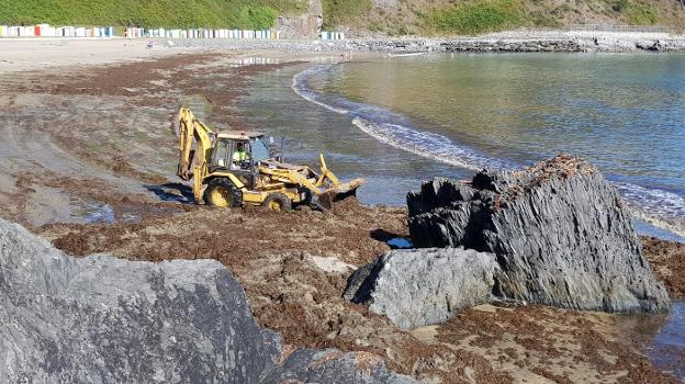 Los concejos costeros reclaman ayudas para retirar el ocle de sus arenales
