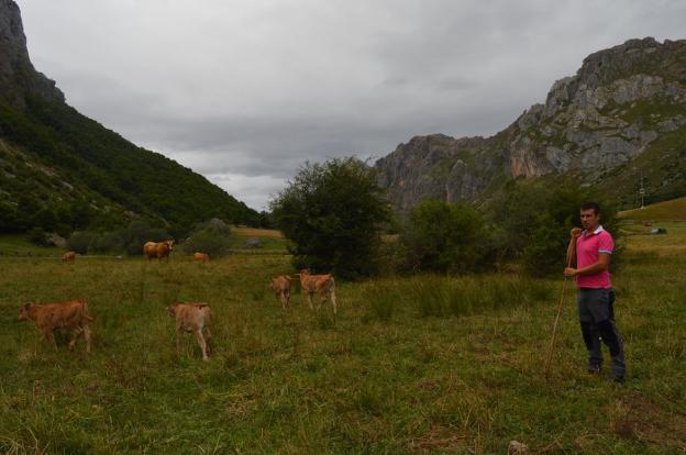 Un ganadero denuncia que sus vecinos le esconden las vacas para echarle de Valle de Lago