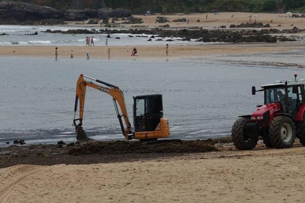 Toneladas de ocle invaden las playas asturianas en pleno agosto y desbordan a los ayuntamientos