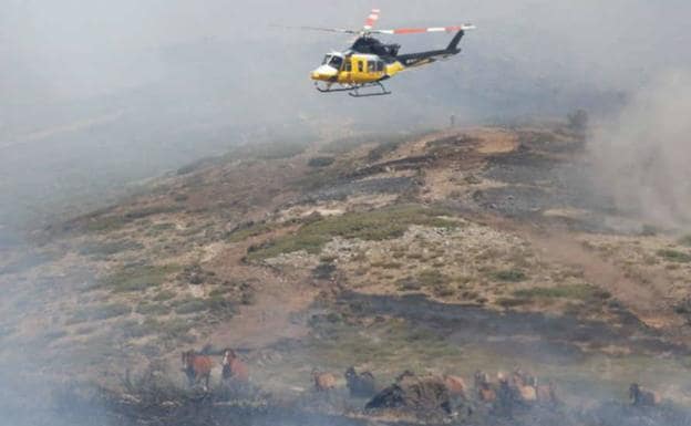 El piloto que salvó a 27 caballos de morir quemados en el incendio de La Granja