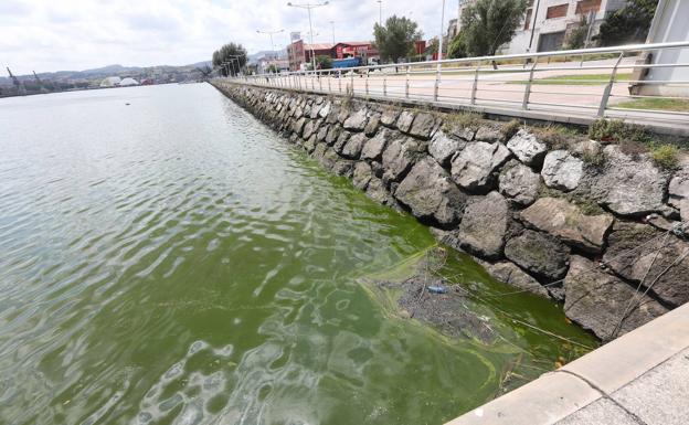 La ría de Avilés se tiñe de verde