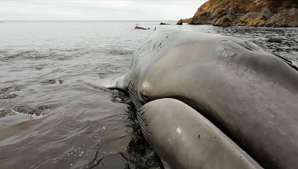 Hallan una ballena de más de 16 metros en la costa de Tapia