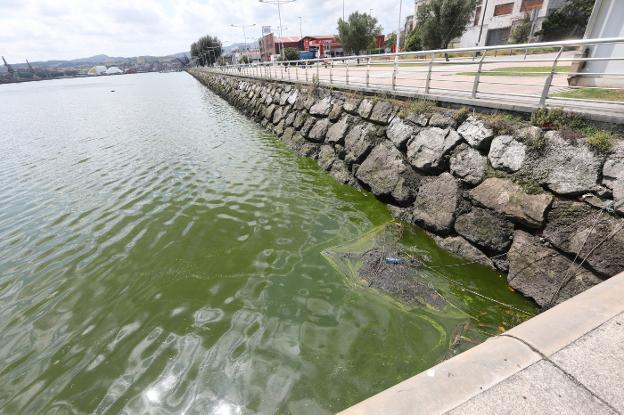 Las aguas de la ría se tiñen de verde por la presencia de algas