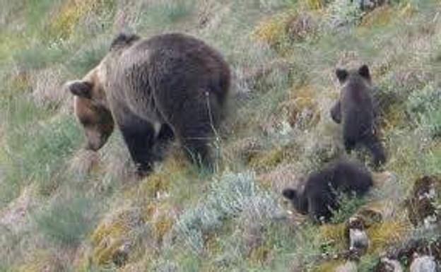Prohibido el acceso a un camino en Somiedo para proteger a osos de turistas