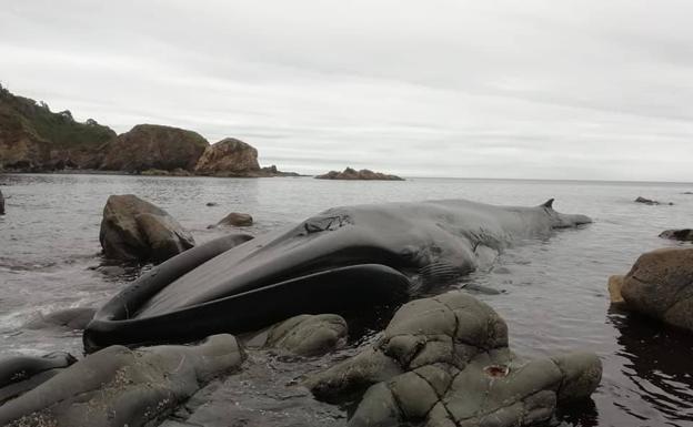 Aparece una ballena de más de 16 metros en Tapia