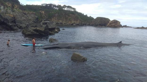 Muere una ballena de 16 metros tras quedar varada en la costa de Tapia