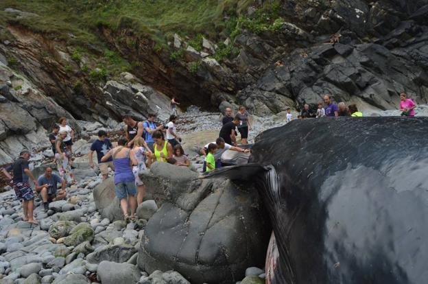 A Tapia de Casariego, a ver la ballena