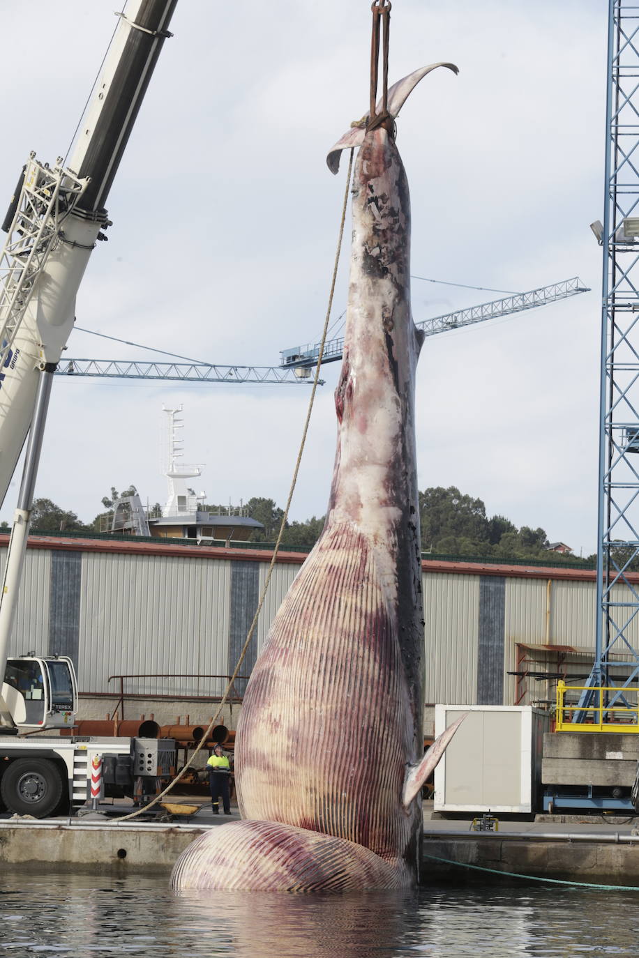 Complicado rescate de la ballena en el puerto de Navia
