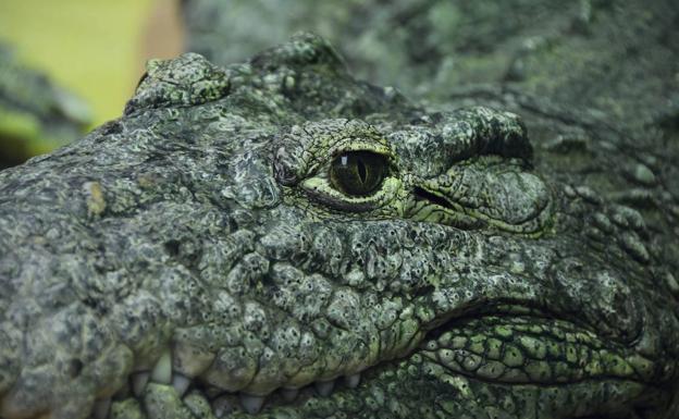 Un cocodrilo devora a un niño de diez años delante de sus hermanos