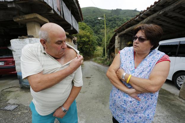 Un vecino de Fano, ingresado tras un ataque de avispas asiáticas