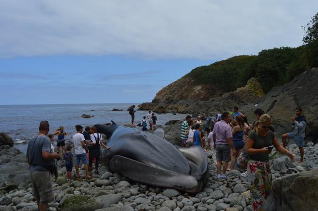 Tapia, Valdés y Navia pelearán por hacerse con el esqueleto de la ballena