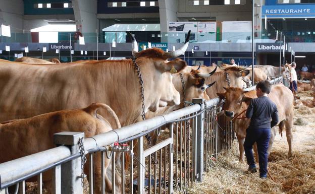 La Feria de Ganado abre el domingo con cerca de medio millar de reses