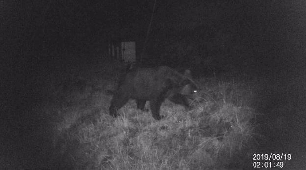 Un oso, 'cazado' en plena búsqueda de miel en Lena