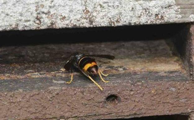 Herida grave una mujer tras recibir varias picaduras de avispa asiática en la cara en Ribadesella