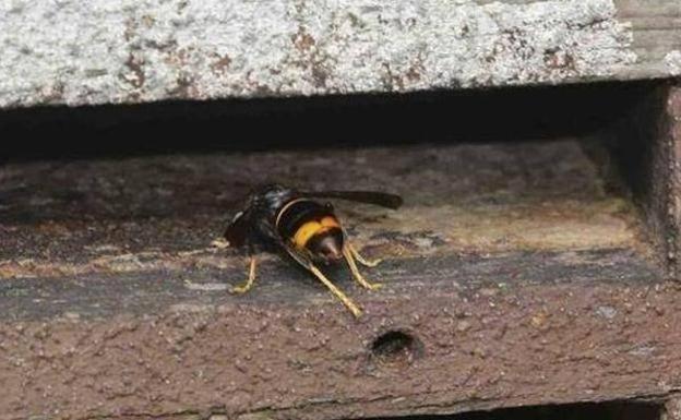 Mejora el estado de la mujer herida por picaduras de avispa en Ribadesella