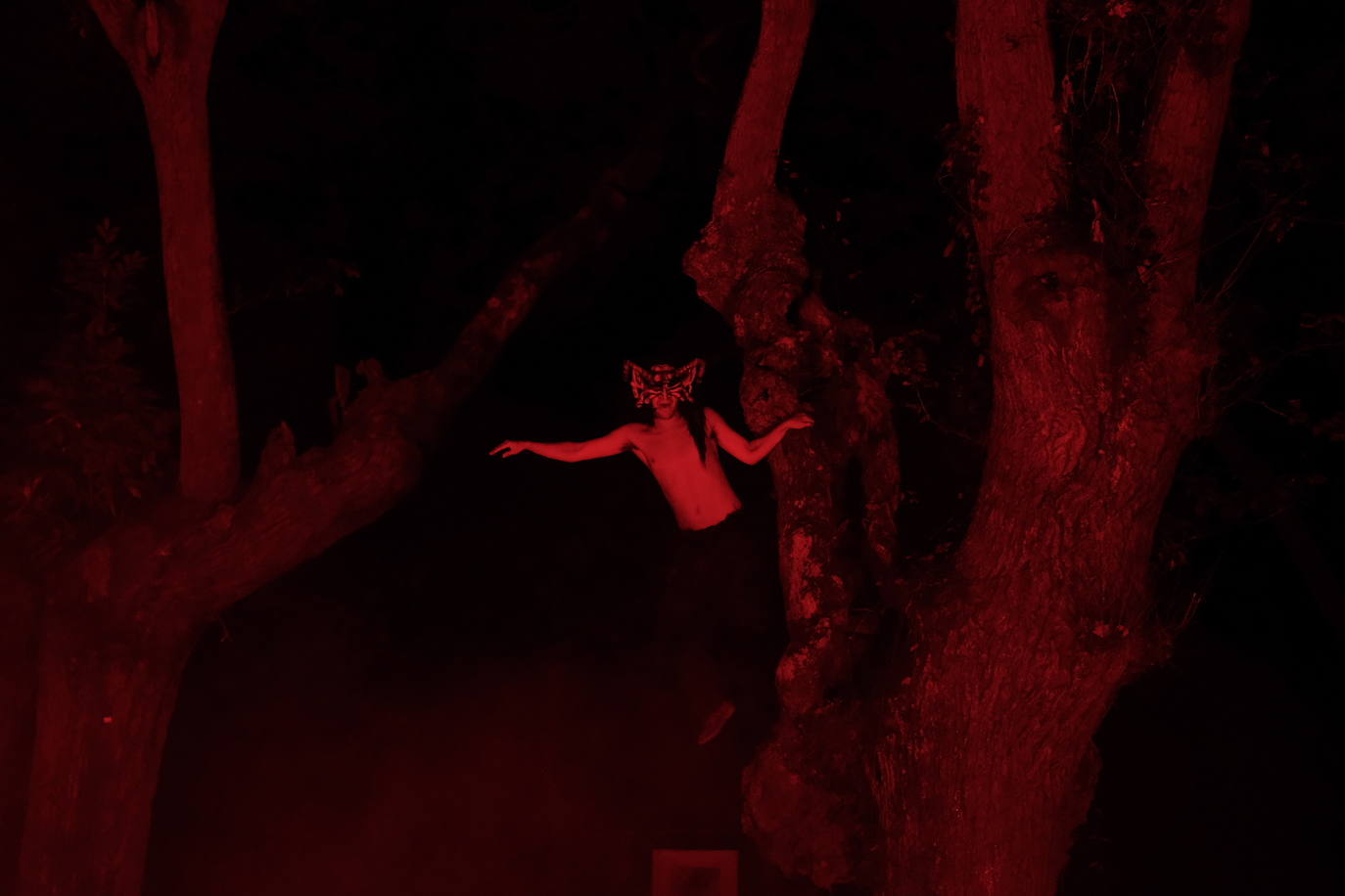 Noches mágicas en el Jardín Botánico