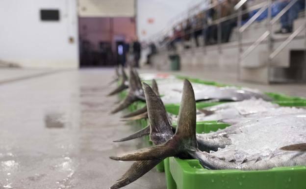 El 27 de agosto cierra la campaña del bonito