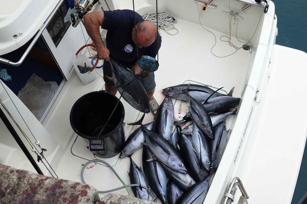 La flota afronta el fin de la costera del bonito con la meta de aumentar la cuota