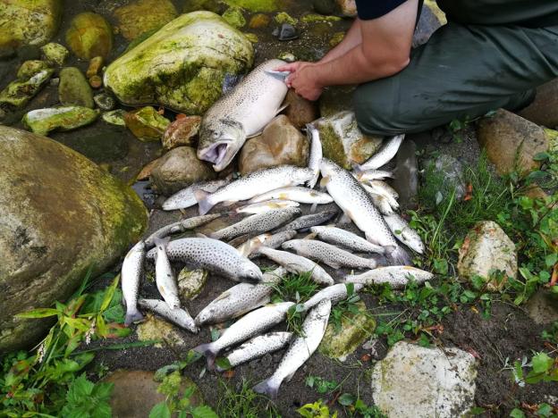 Investigan la aparición de centenares de truchas muertas en el río Nalón