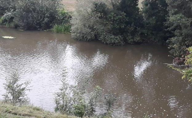 Prohibida la extracción de moluscos de la ría del Eo por el vertido de purines