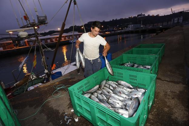 Los últimos bonitos de la costera llegan a El Musel