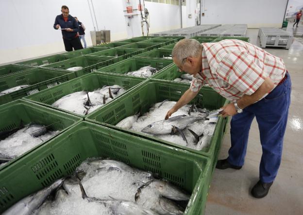 Últimas subastas de bonito en la rula gijonesa