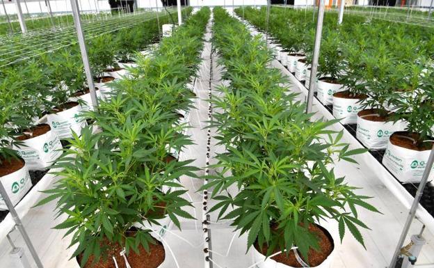 El Gobierno holandés cultivará cannabis en diez municipios