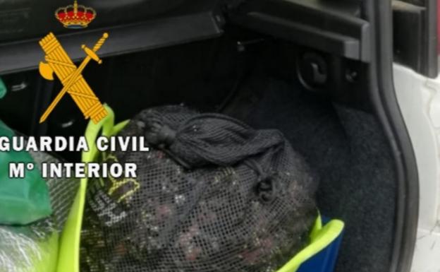 Incautados casi 26 kilos de percebes en Tapia a dos furtivos reincidentes