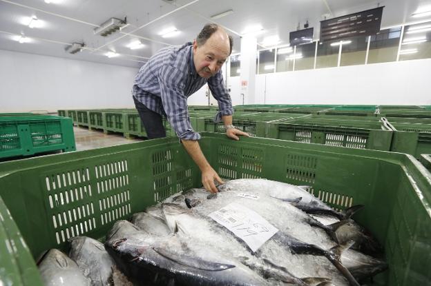 Rulados los últimos 20.500 kilos de bonito entre críticas por el fin de la costera