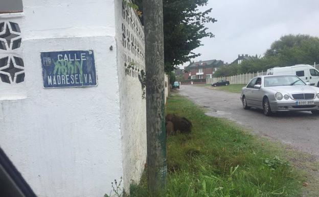 Los jabalíes siguen paseando por Salinas