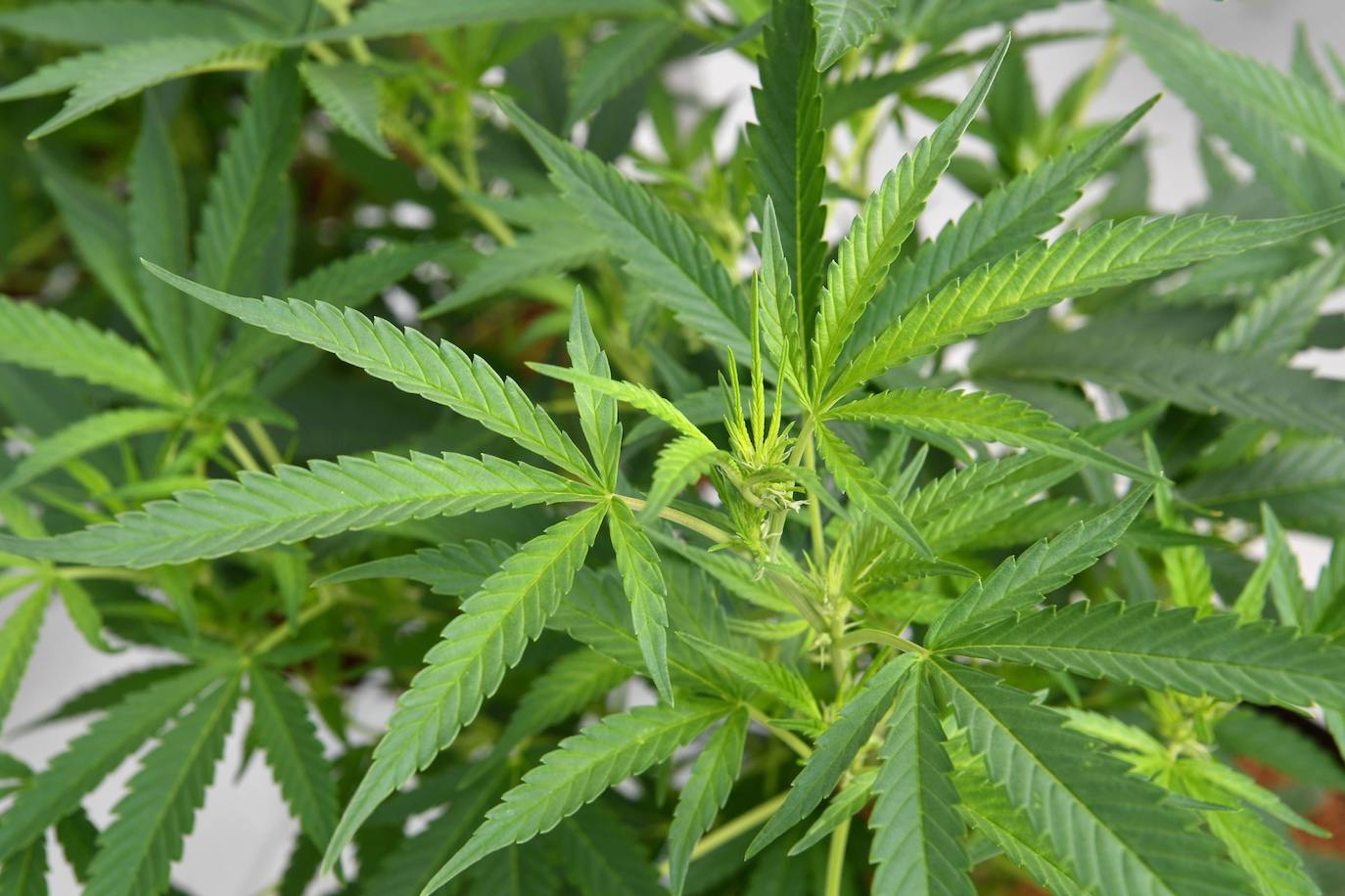 Dos detenidos por cultivar marihuana en San Pedro de Naves