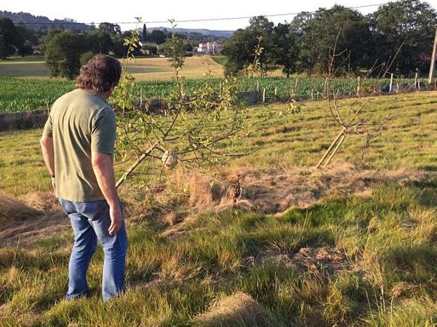 Retiran cinco nidos de avispa asiática en una semana en Nava